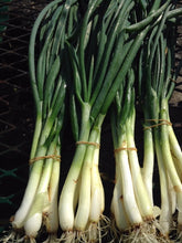 Load image into Gallery viewer, Green Onions - Bunch
