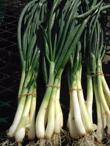 Green Onions - Bunch