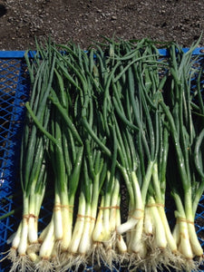 Green Onions - Bunch